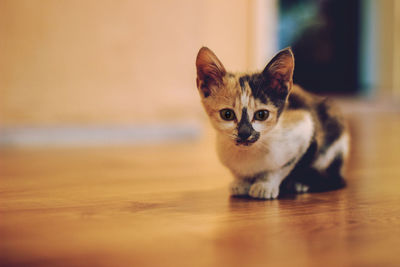 Portrait of kitten sitting on floor