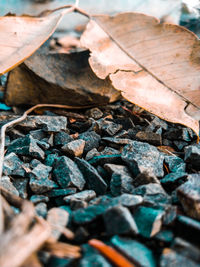 High angle view of dry leaves on field