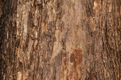 Full frame shot of wooden floor