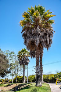 Palm trees against clear blue sky