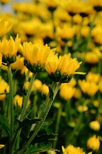 Close-up of yellow flowering plant on field