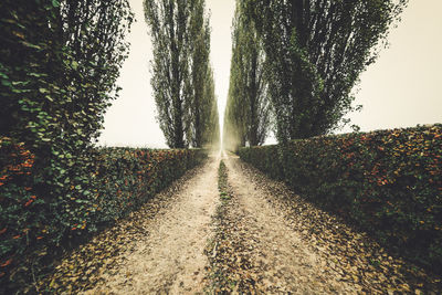 Footpath amidst plants