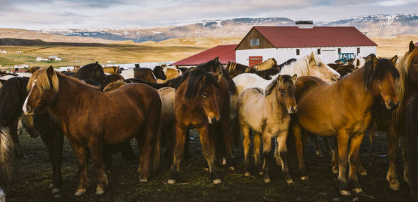 View of horses in the field