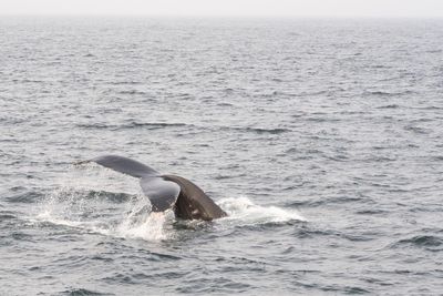 Whale swimming in sea