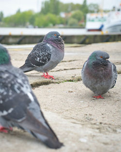 Close-up of pigeons perching in a city