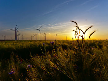Plants growing on field against sky during sunset