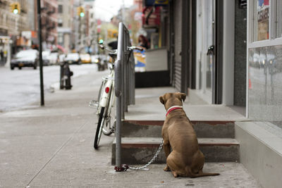 Dog on street