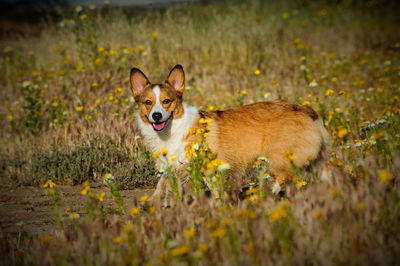 Portrait of dog on field