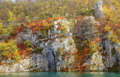 Scenic view of river in forest during autumn