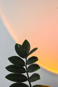 Close-up of orange leaves on wall