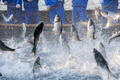 Fish jumping in water