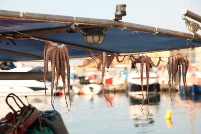 Octopuses drying on rope at harbor