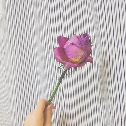 Close-up of hand holding flower