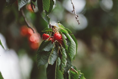 Close-up of cherries growing on tree