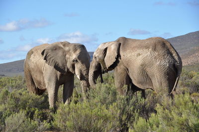 Elephant on landscape against sky