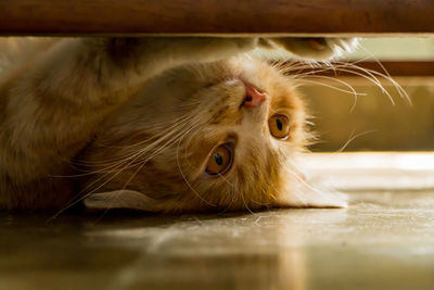 Close-up portrait of a cat
