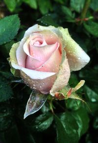 Close-up of wet rose blooming outdoors