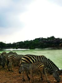 View of zebras on field against sky