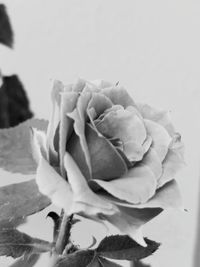 Close-up of rose against white background