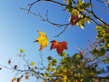 Low angle view of autumnal leaves against clear sky