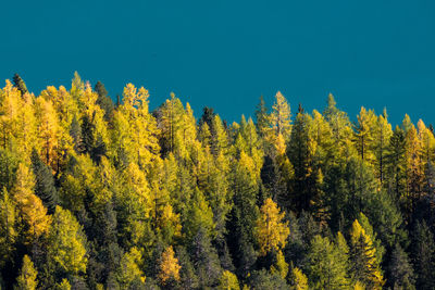 View of yellow autumn trees in forest