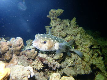 Fish swimming in sea