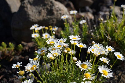 Close-up of white flowering plants on field