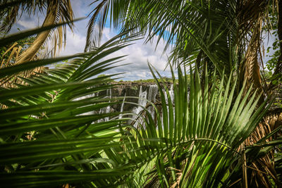 Low angle view of palm tree against sky