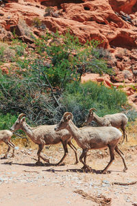 High angle view of deer on rock