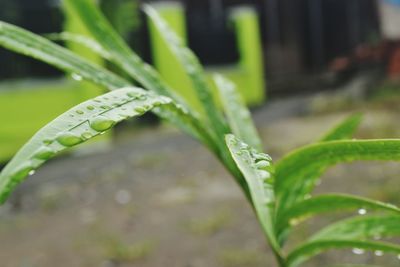 Close-up of wet plant