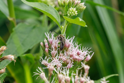 Close-up of purple flowering plant