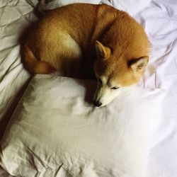 High angle view of dog sleeping on bed