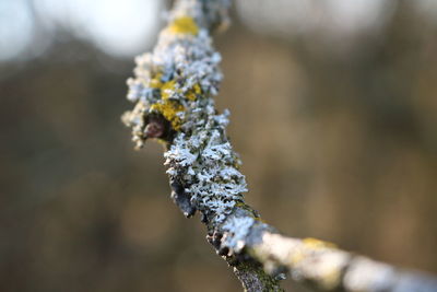 Close-up of frozen plant