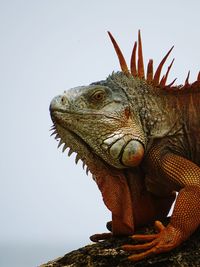 Close-up of a lizard against clear sky