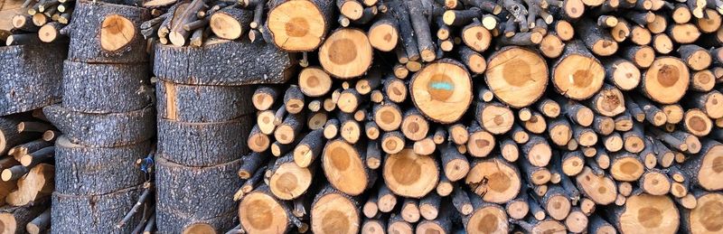 Stack of logs in forest