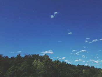 Low angle view of trees against blue sky