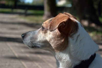 Close-up of dog