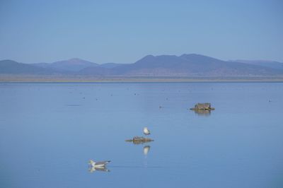 View of birds in lake against mountain range