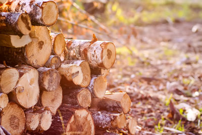 Close-up of logs