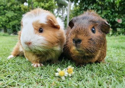 Close-up of guinea pigs on field