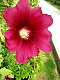 Close-up of pink flower