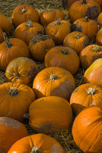 High angle view of pumpkins in market