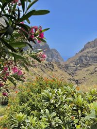 Low angle view of flowering plants against clear sky