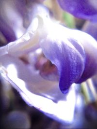 Close-up of flower against blue sky