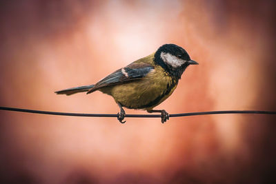 Close-up of bird perching on metal