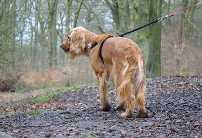 Dog in forest