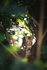 Portrait of a cat