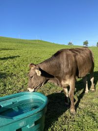 Cow standing in a field