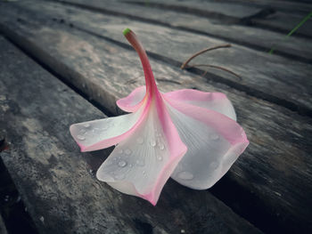 Close-up of pink flower on wood