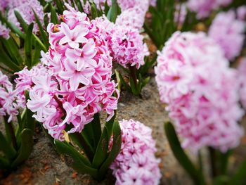 Close-up of pink flowers